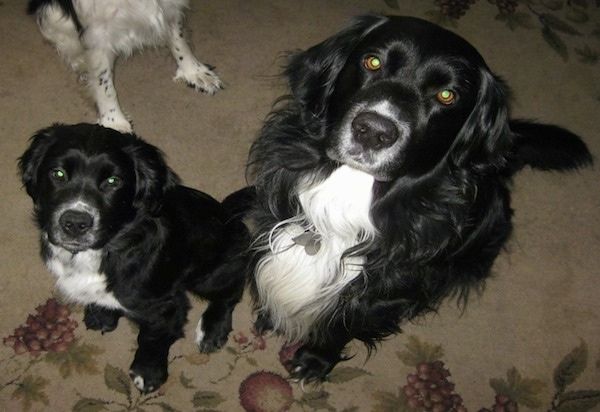 Dva črno-bela psa s srednje dolgimi lasmi, ki sedita na rjavem kapretu, na katerem je vijolično grozdje in gledata v kamero. En pes je psička, drugi pa odrasel.