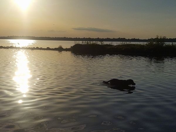 Siluet anjing Spangold Retriever yang berjalan di perairan dengan matahari terbenam di latar belakang air.