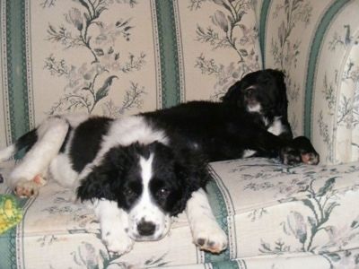 Seekor Spangold Retriever hitam dan putih dan seekor anak anjing Spangold Retriever hitam putih berbaring di sofa putih dengan corak hijau.