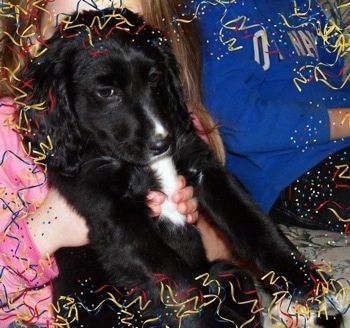 Anak anjing Spangold Retriever berwarna hitam dengan putih diangkat di udara dengan tangan orang, ia melihat ke bawah dan ke kanan. Batas Confetti dilapisi pada gambar.