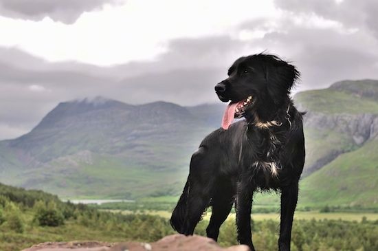 Pandangan sisi depan - Anjing Spangold Retriever hitam dengan putih berdiri di atas batu dan melihat ke kiri. Mulutnya terbuka dan lidah keluar.