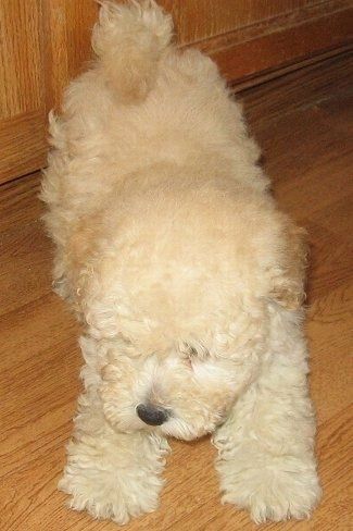 Lehtpuidust põrandal kummardub kohev lokkis kaetud tan Westiepoo kutsikas. Koer