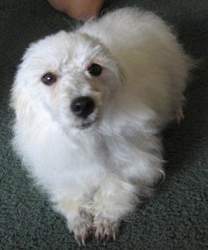 Ülalt alla valge vaibaga Westiepoo koera vaade, kes vaibale vajub ja see vaatab üles. Sellel on tumedad silmad ja must nina.