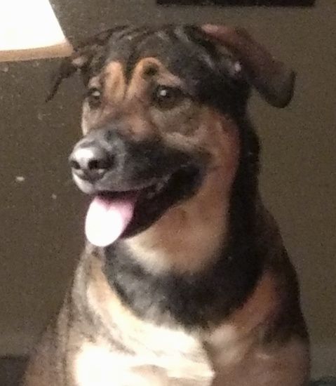 Close-up - Een bruine en zwarte Beagle Shepherd zit, kijkt naar links, zijn mond is open en zijn tong is uit. Links ervan staat een lamp.
