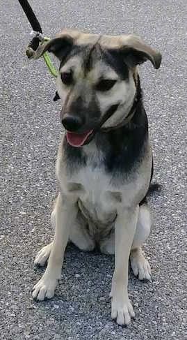 En svart og brunbrun hund med ører som brettes til sidene, en svart nese og en hvit lapp på brystet sittende.