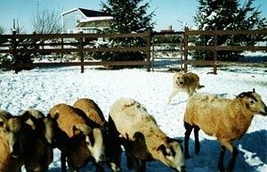 Nảy mầm Laekenois của Bỉ đứng trên tuyết chăn một đàn cừu