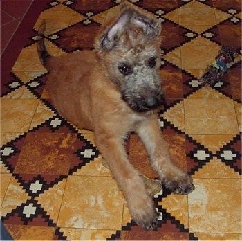 Những rắc rối của Inka, chú chó con Shepherd Lakenois của Bỉ nằm trên sàn lát gạch hình vuông màu nâu bên cạnh một món đồ chơi bằng dây thừng