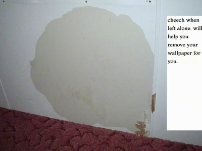 Một vòng tròn rám nắng trên bức tường trắng cùng với những đốm nâu nơi gỗ lộ ra từ giấy dán tường đã được nhai nát