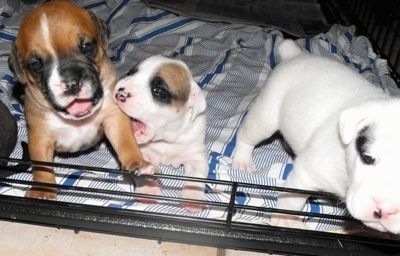 Τρία κουτάβια Bullador βρίσκονται μέσα σε ένα κλουβί σκύλου σε μια κουβέρτα, ένα κουτάβι δαγκώνει άλλο.