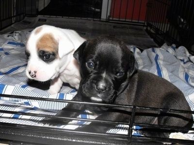 Ang kaliwang bahagi ng Two Bullador Puppies na nakalagay sa isang kumot sa loob ng isang crate ng aso.