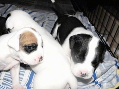 Крупный план - три щенка Булладора стоят на одеяле и внутри собачьей клетки.