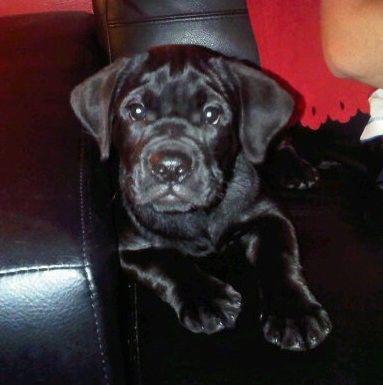 Bir kişinin yanında siyah deri bir kanepede uzanmış yanlara doğru sarkan, kırışıklıkları ve yumuşak kulakları olan kalın, ekstra derili siyah bir köpek yavrusu.