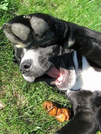 Närbild - Topdown-sikt av en svart med vit Bullador som ligger på ryggen, bredvid ett hundben med sin stora tass i luften och munnen är öppen.