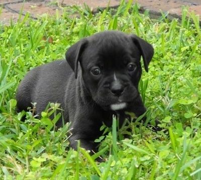 Η μπροστινή δεξιά πλευρά ενός μαύρου με λευκό Bullador Puppy που βρίσκεται σε μια αυλή και κοιτάζει μπροστά.