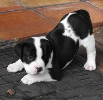 O lado esquerdo de um cachorro Bullador branco e preto que está em uma pose de arco de brincadeira, em uma esteira e através de uma varanda.