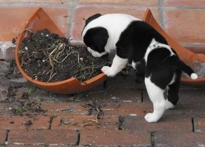 Bahagian kiri belakang seekor anak anjing Bullador putih dan hitam sedang bermain di dalam periuk pecah dengan tanah di dalamnya.