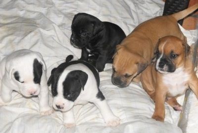 Una cucciolata di cuccioli di Bullador su un letto.