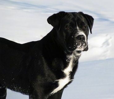 Den högra sidan av en svart med vit Bullador som står i snö med snö i ansiktet och den ser fram emot.