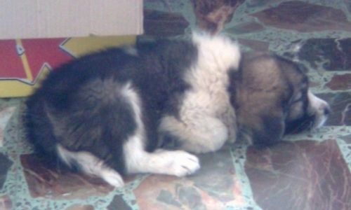 Лъв, кавказка овчарка, кученце, спящо на пода пред кутия