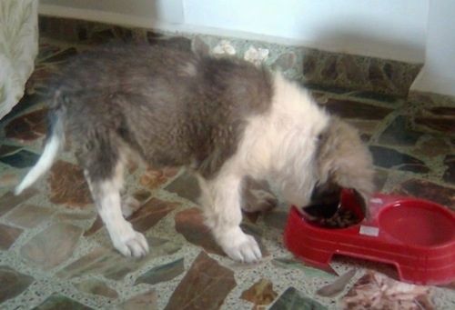 Liūtas iš Kaukazo aviganio šuniuko, valgydamas sausą maistą iš dvipusio raudono šuns dubenėlio su vandeniu kitoje dubenėlio pusėje