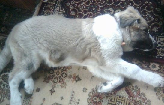 Perfil esquerdo - filhote de leão, o cão pastor caucasiano, dormindo em um tapete