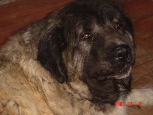 Close Up - Borris, o cão pastor caucasiano deitado em um chão de madeira e olhando para o suporte da câmera