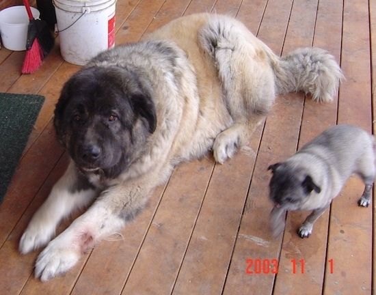 Boris the Caucasian Sheepdog nằm trên sàn gỗ cứng và một con Pug đi bên cạnh nó