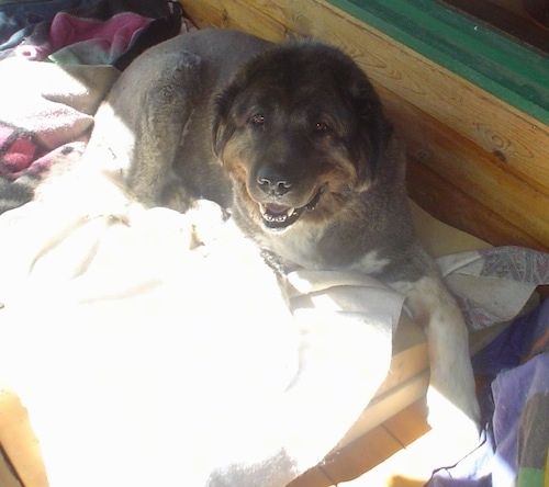 Kaukāza aitu suns Boriss paver muti vaļā uz suņa gultu un skatās uz kameras turētāju