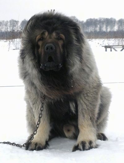 Vastelin, o cão pastor caucasiano, está sentado do lado de fora na neve com a boca aberta e olhando para o suporte da câmera enquanto está preso a uma corrente