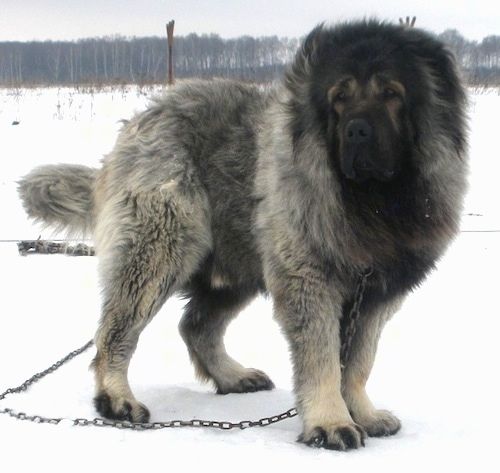 Kaukāza aitu suns Vastelins stāv laukā sniegā un skatās pa kreisi, kamēr atrodas uz ķēdes