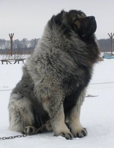 Vastelin, der kaukasische Schäferhund, sitzt draußen im Schnee und schaut zum Himmel auf