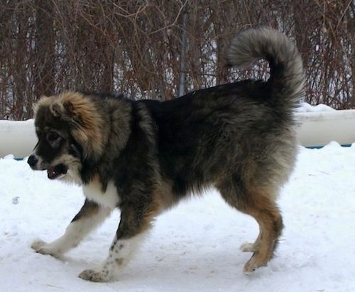 Kaukasianpaimenkoiran Dolly-koiranpentu juoksee ympäriinsä leikkimässä lumisessa suunsa auki