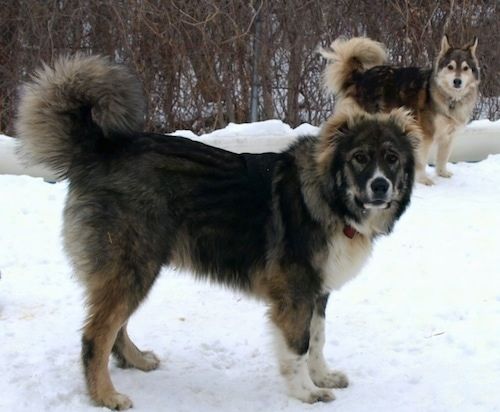Anak anjing Dolly the Caucasian Shepherd Dog dan campuran Kody the Shepherd / Husky sedang berdiri di salji dan melihat pemegang kamera