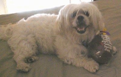 En hvit Lhatese hund ligger på en seng og potene er under en ball. Munnen er åpen og ser opp.