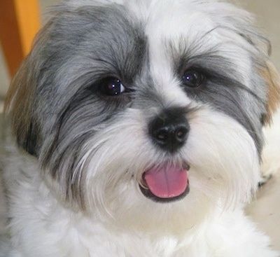 Изблиза глава снимка беле са сивим Лхатесеом. Уста су му отворена, а језик је вани. Пас изгледа опуштено.