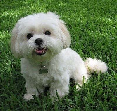 Önden görünüm - Ten rengi Lhatese köpeği olan beyaz bir çimenlerin arasında oturuyor ve ileriye bakıyor. Ağzı açık ve dili dışarıda.