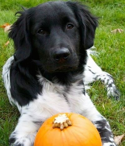 Iš priekio juodas ir baltas šuo „Stabyhoun“ kloja ant žolės, o priekinėje letenoje yra oranžinis moliūgas. Jis laukia.