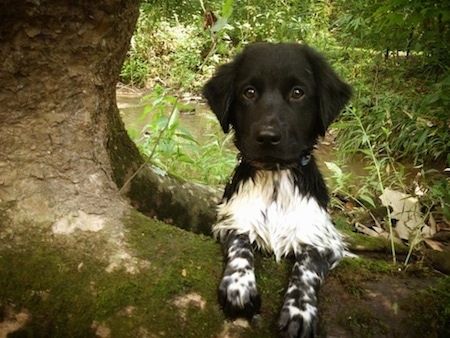 Uždaryti - mažas nespalvotas štabo šuniukas Stabyhoun atsistoja prieš medžio šaknį ir laukia. Šuo