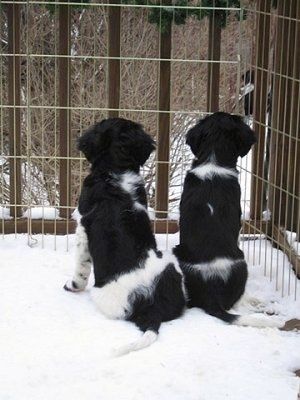 Dviejų juodai baltų „Stabyhoun“ šuniukų, sėdinčių sniege, žvilgsnis iš tvoros į mišką, galas.
