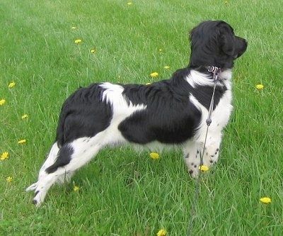 Juodai balto „Stabyhoun“ šuns priekinė dešinė pusė, stovinti skersai žolės, žiūrinti į dešinę.