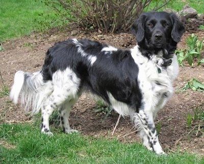 Dešinė juoda ir balta šuo Stabyhoun stovi purve ir laukia. Jis turi ilgą kūną, ilgą uodegą su ilgais pakraštyje esančiais plaukais ir švelniai atrodančias lašas.