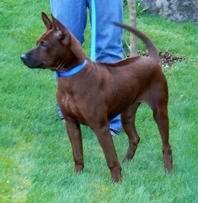 Priekinė kairė rudos spalvos juodo Tailando ridžbeko šuns pusė stovi lauke ir žiūri į kairę. Už jo stovi žmogus su mėlynais džinsais. Jis turi trumpą kailį, kurio nugaros centre yra linija, ir ausis. Šuo