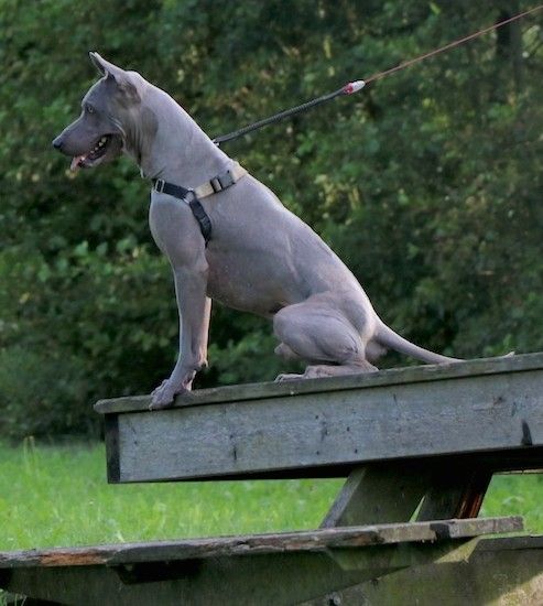Šoninis storo kūno, šviesiai pilko trumpaplaukio šuns, kurio ausys ir sidabrinės akys sėdi medinio doko pakraštyje, vaizdas.
