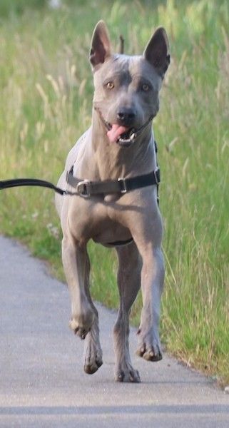 Stori, raumeningas šuo su lengvomis akimis ir perkeltomis ausimis iš priekio, bėgantis juodu viršutiniu taku, šalia kurio yra žolė.