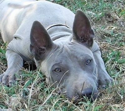 Uždaras vaizdas iš priekio - pilkas Tailando ridžbeko šuo guli žolėje ir laukia. Jis turi dideles perkeltas ausis, pilkas akis, didelius juodus „noes“ ir trumpą kailį su papildoma oda.
