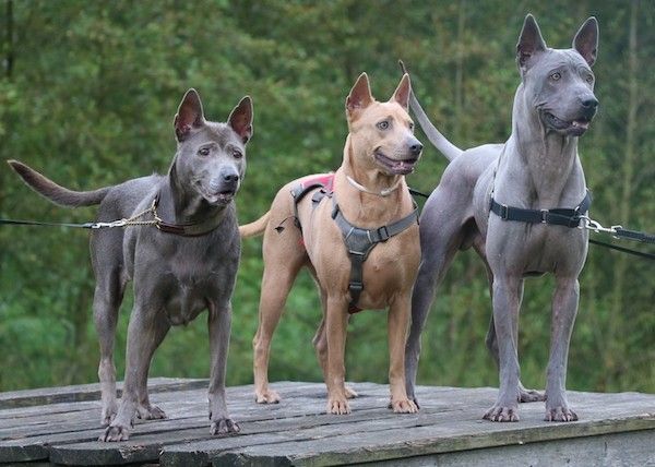Trys trumpaplaukiai, perklausyti šunys, stovintys eilėje ant medinio prieplaukos. Pirmasis šuo yra tamsiai pilkas, antrasis - raudonas, o trečias - šviesiau pilkas.