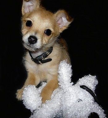 Anak anjing Harley the tan Chi-Poo sedang berbaring dengan kaki di atas mainan mewah putih.
