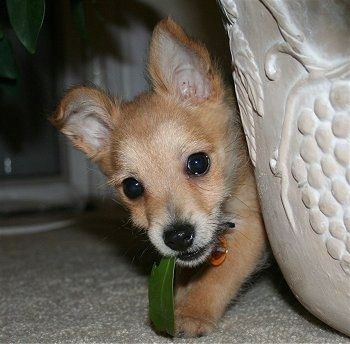 Anak anjing Harley the Chi-Poo mengintip dari belakang pasu terperinci dengan daun di mulutnya