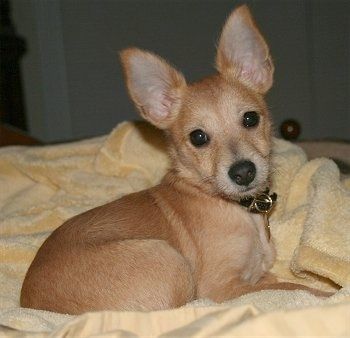 Harley, o cachorrinho Chi-Poo bronzeado, está deitado em uma toalha amarela e olhando para o suporte da câmera