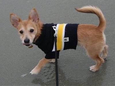 Chi-Poo šuniukas Harley vaikšto ant šlapios žemės vilkėdamas juodą, geltoną ir baltą megztinį. Jis laižo sau nosį
